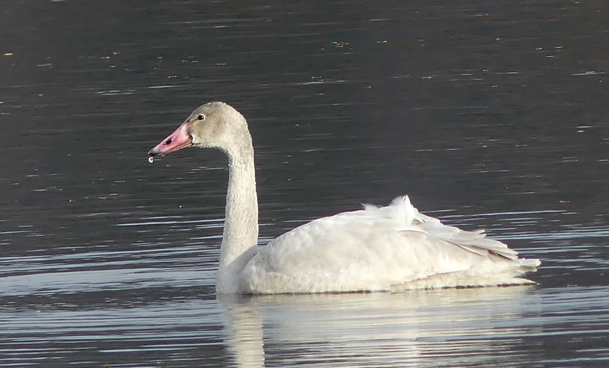 Tundra Swan - ML388572611