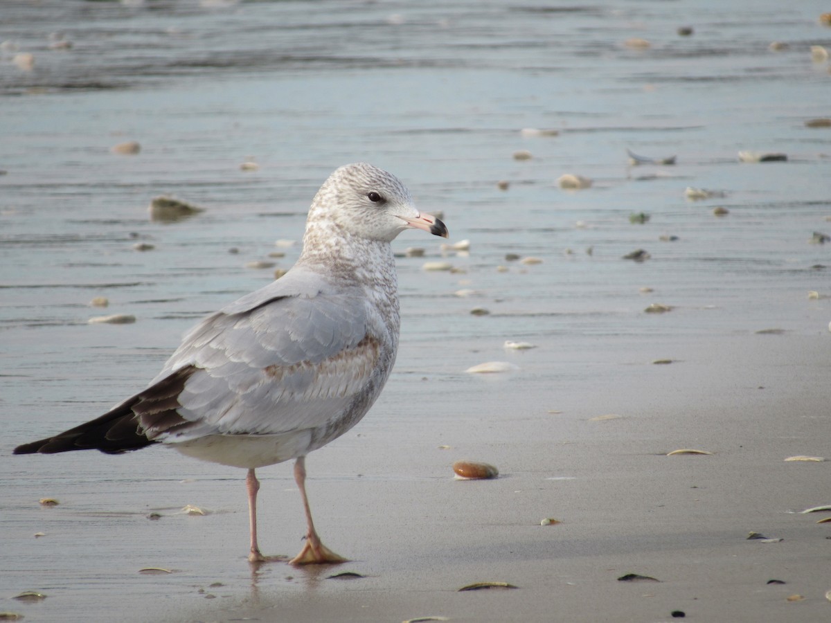 Ring-billed Gull - ML388573491