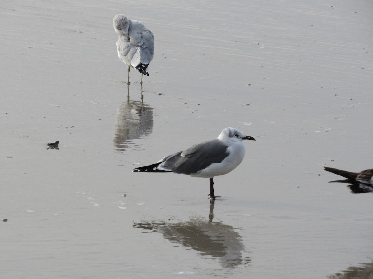 Mouette atricille - ML388573541