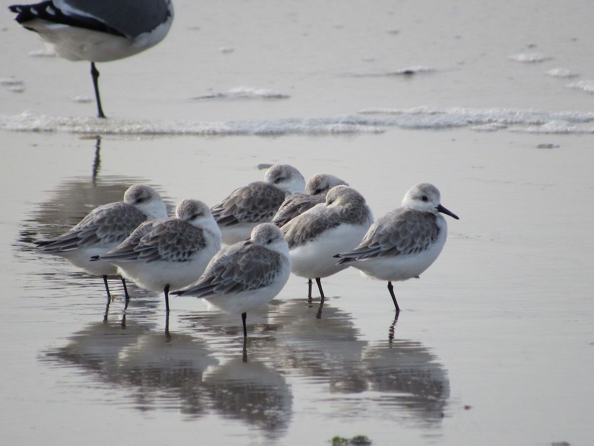 Bécasseau sanderling - ML388573711