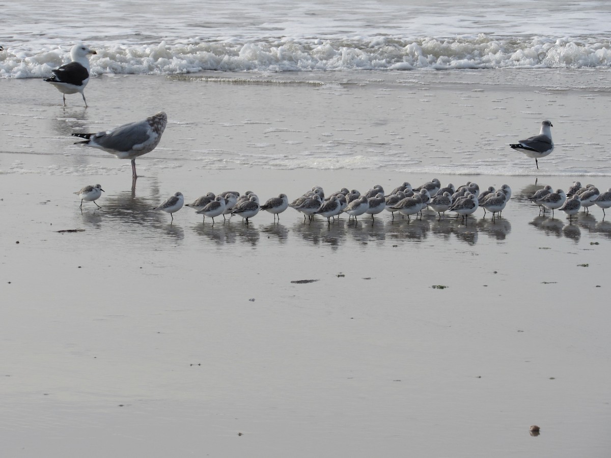 Bécasseau sanderling - ML388573721