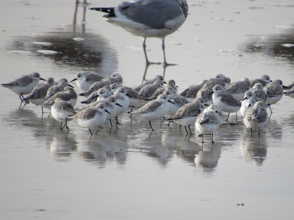 Bécasseau sanderling - ML388573771