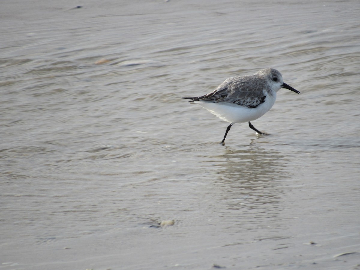 Bécasseau sanderling - ML388573941