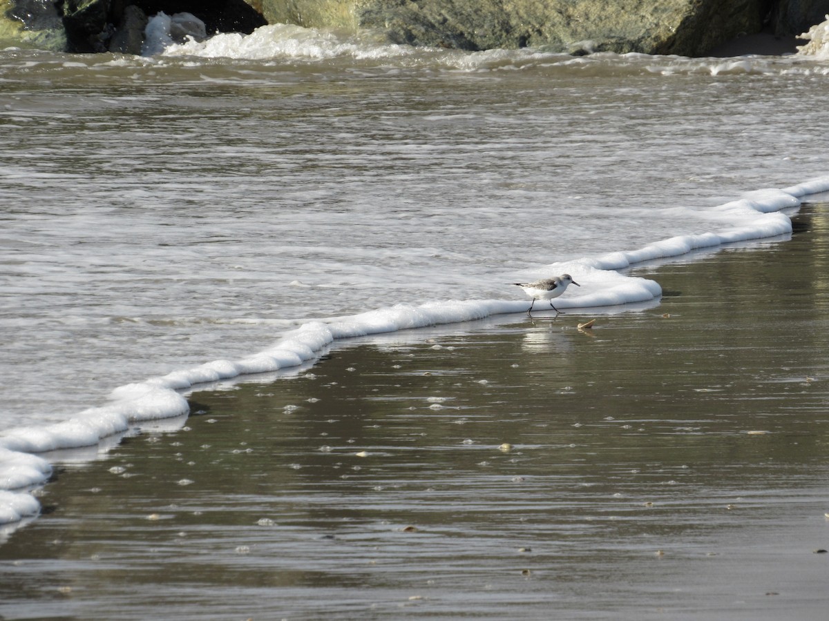 Bécasseau sanderling - ML388574011