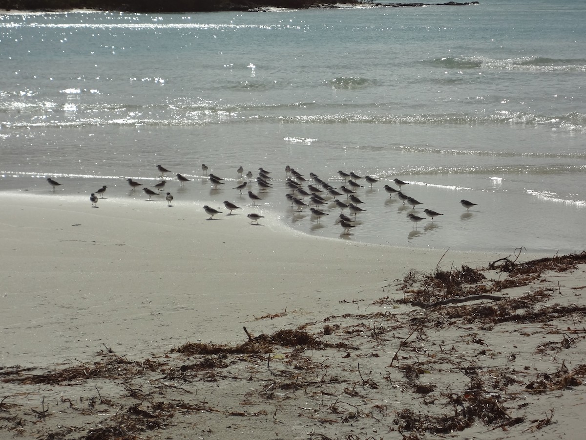 Piping Plover - ML38857411