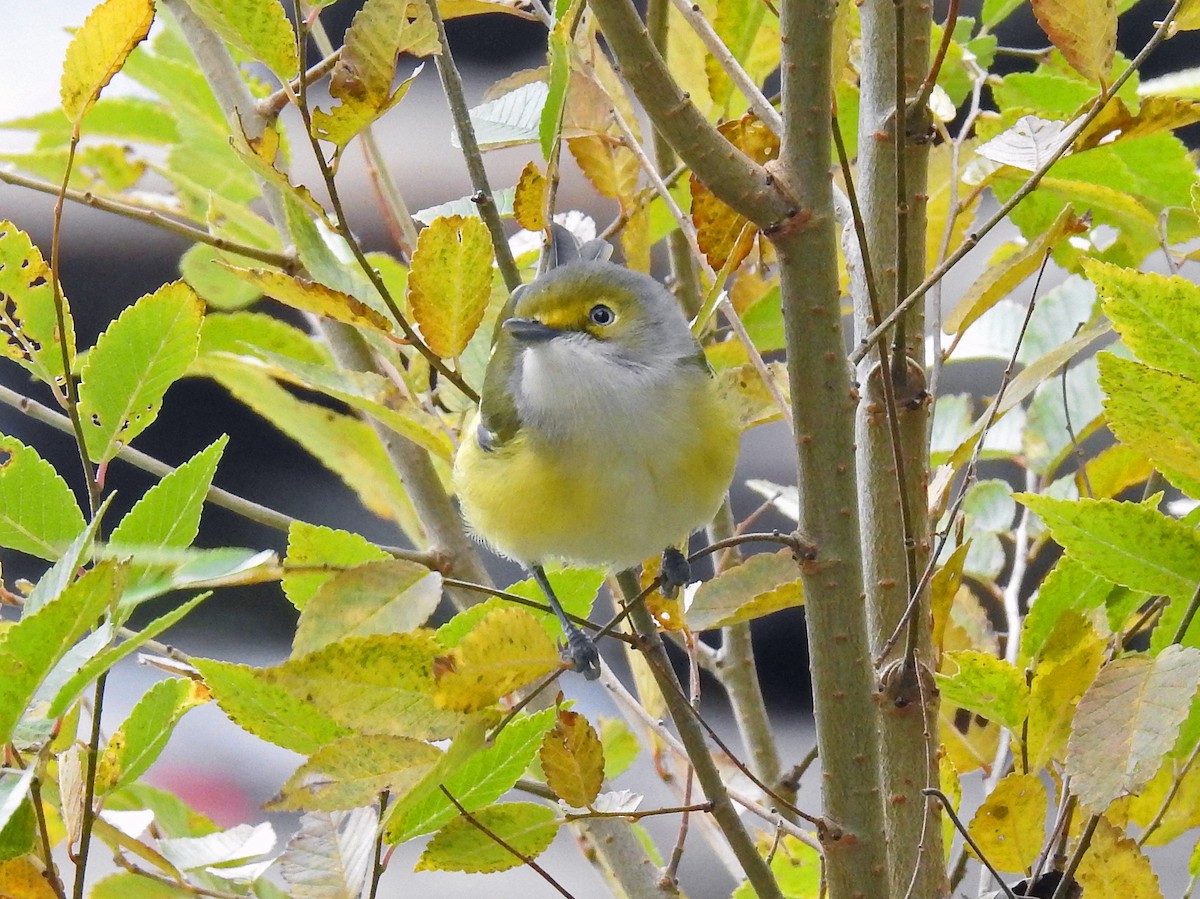 Ak Gözlü Vireo - ML388574561