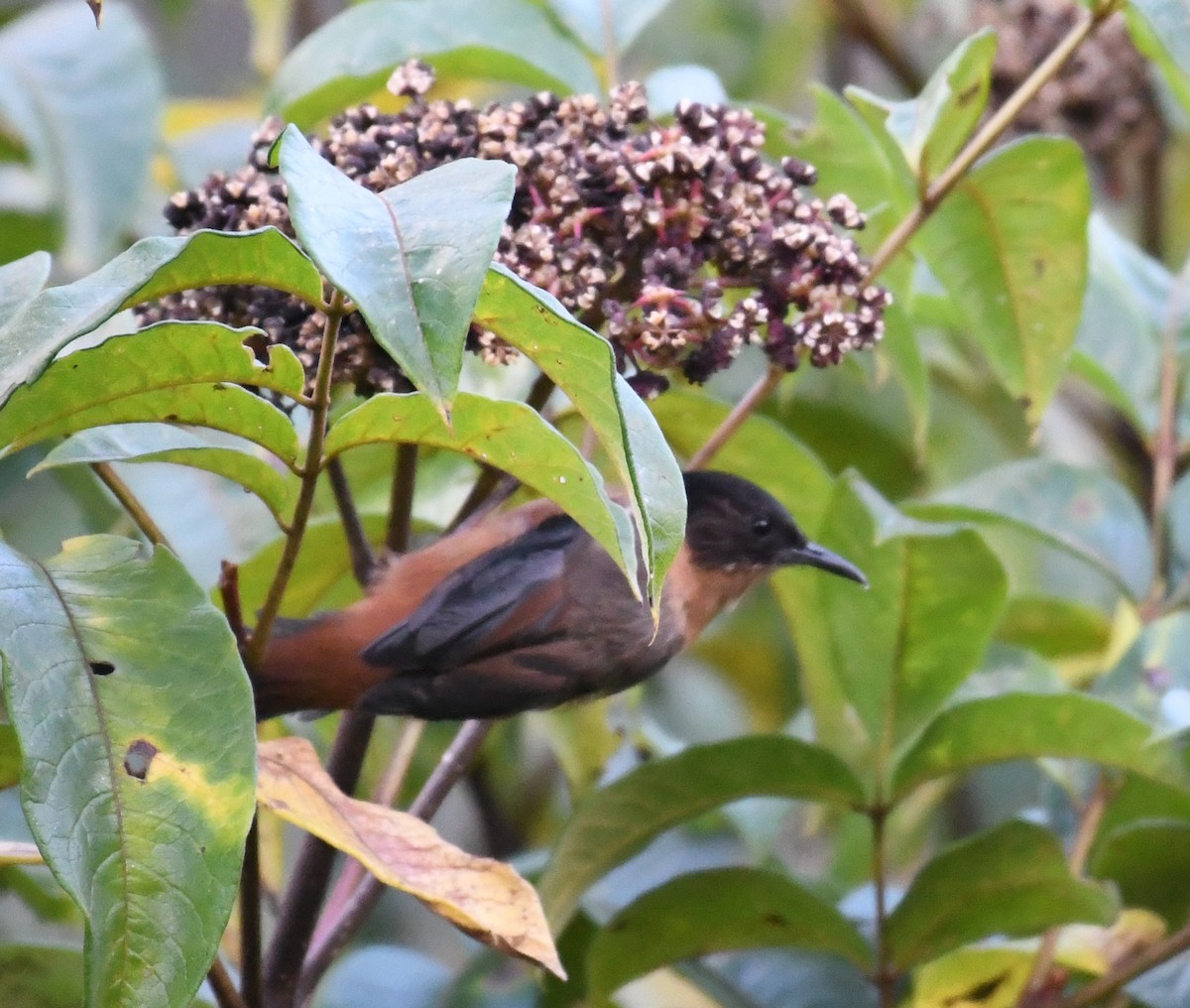 Rufous Sibia - ML388575311