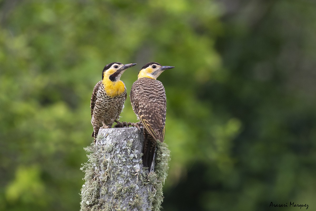 Campo Flicker - ML388575481