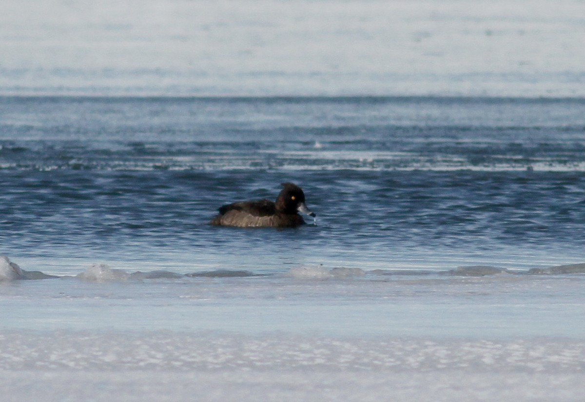Tufted Duck - ML38857631