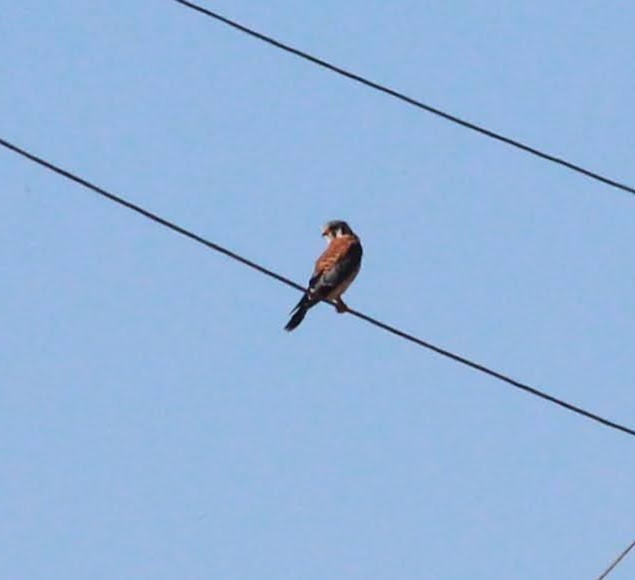 American Kestrel - ML388576611