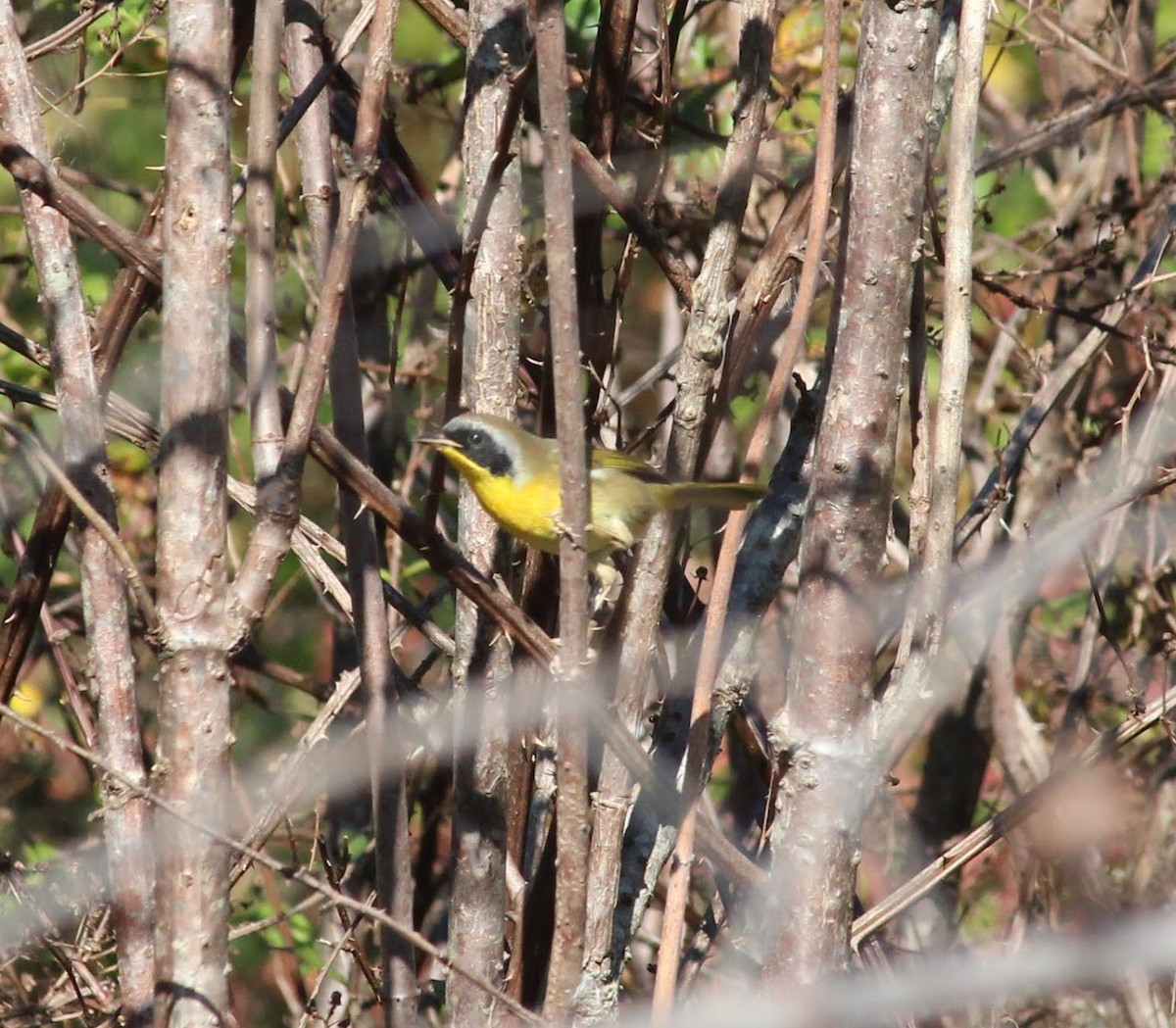 Common Yellowthroat - ML388576701