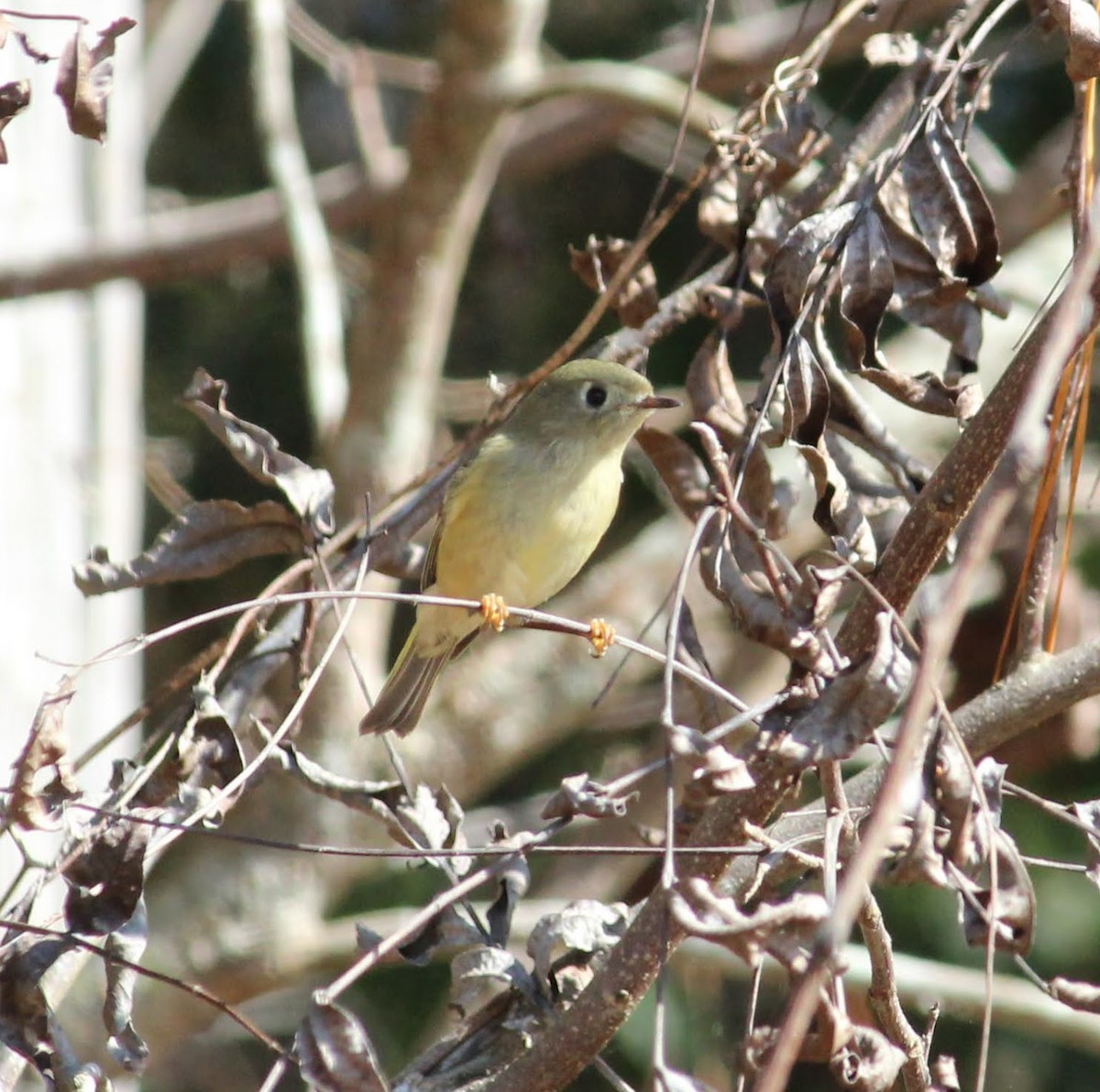 Roitelet à couronne rubis - ML388576771