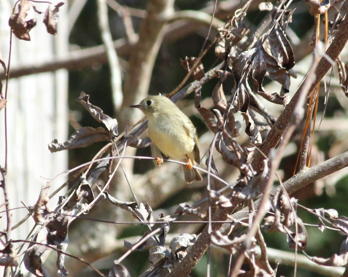 Roitelet à couronne rubis - ML388576781