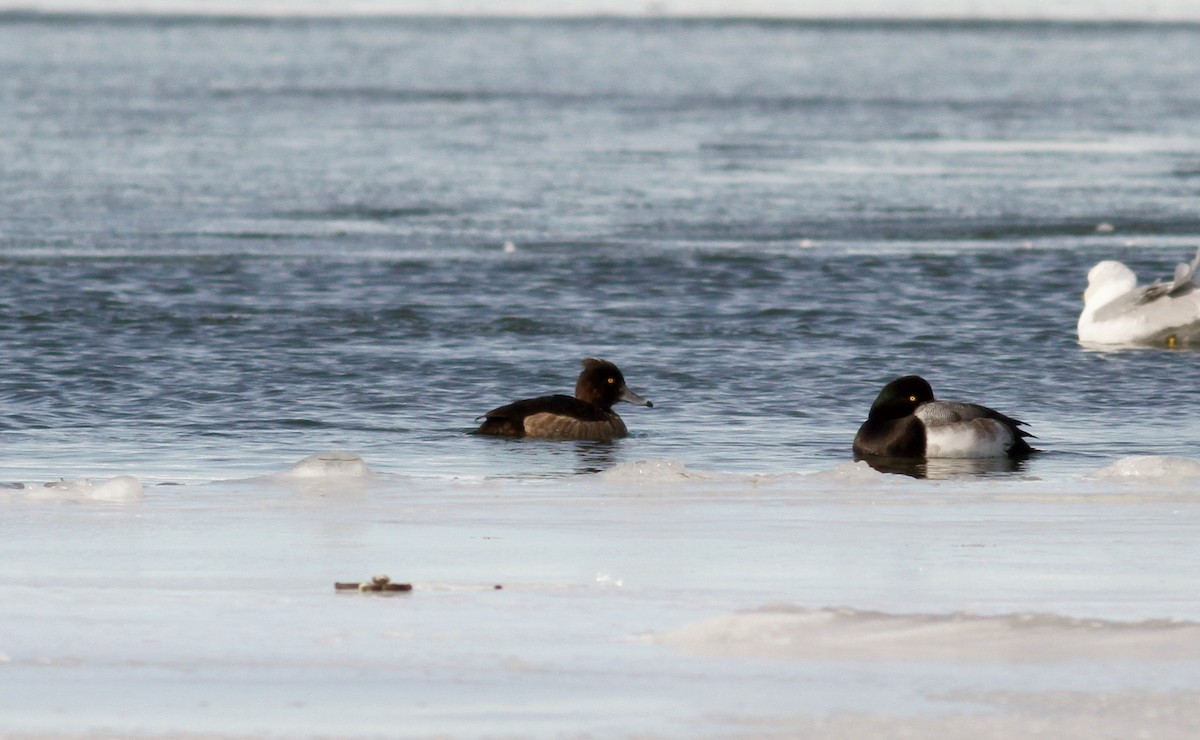 Tufted Duck - ML38857691