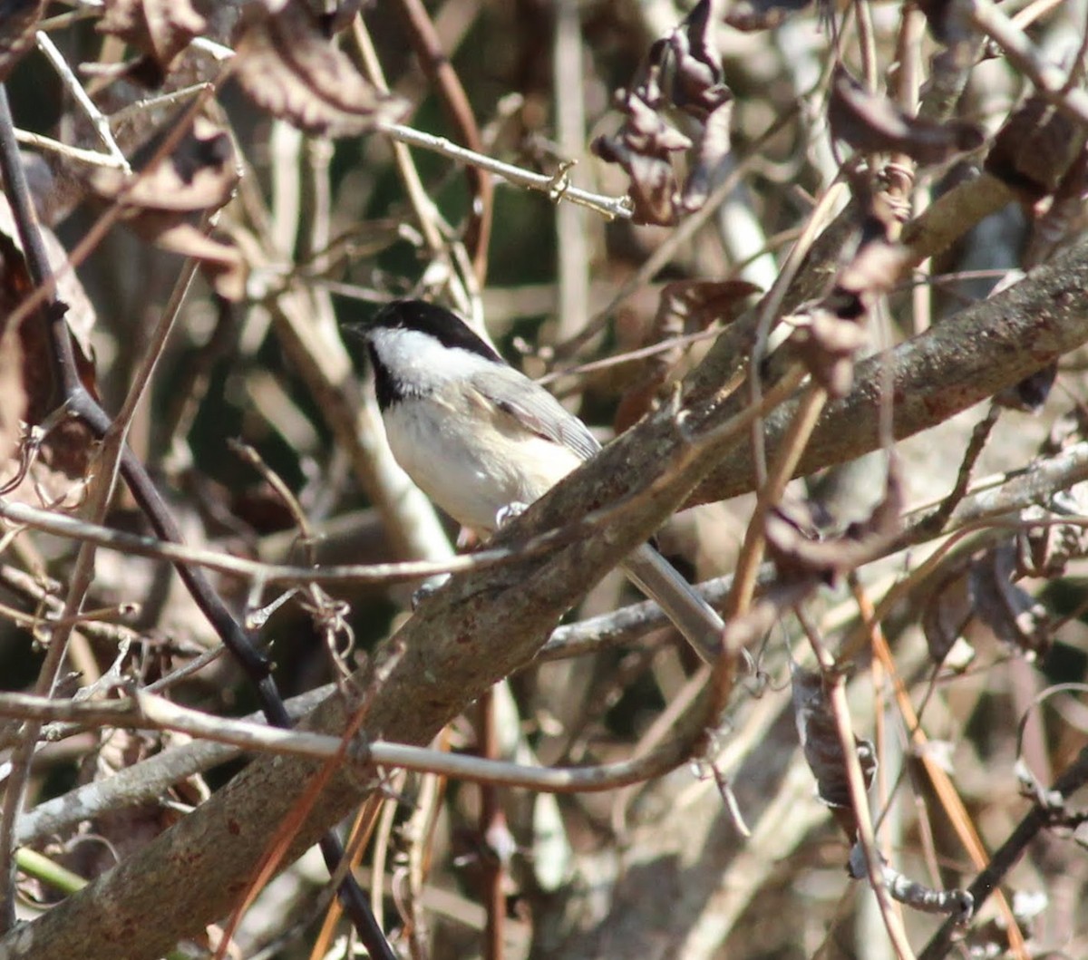 Carolina Chickadee - ML388576941