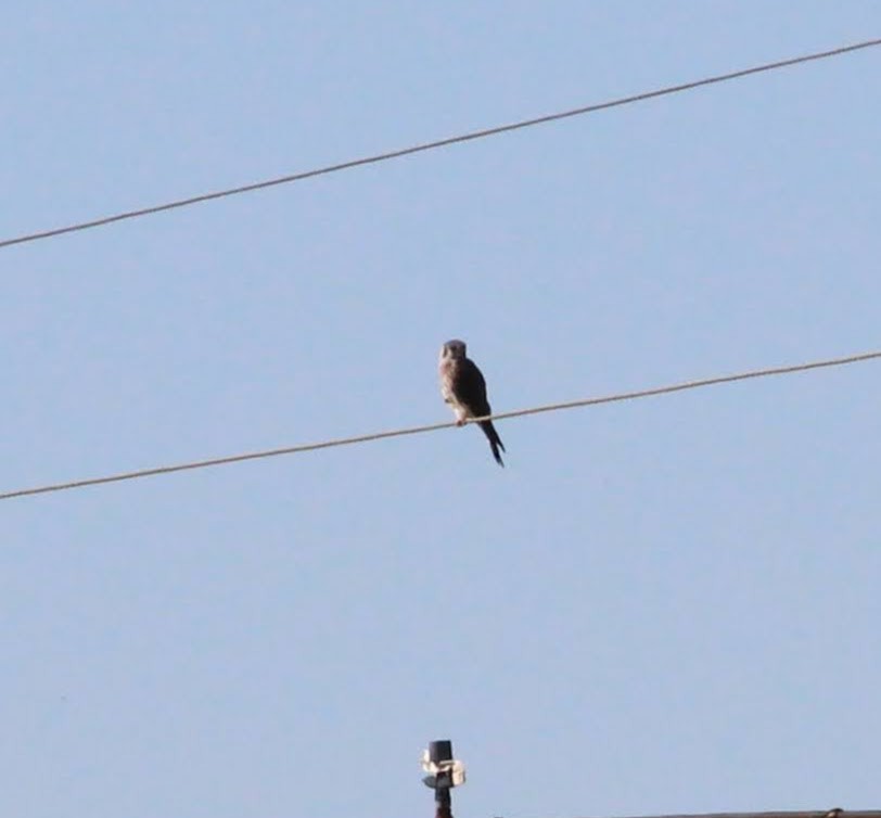 American Kestrel - ML388577091