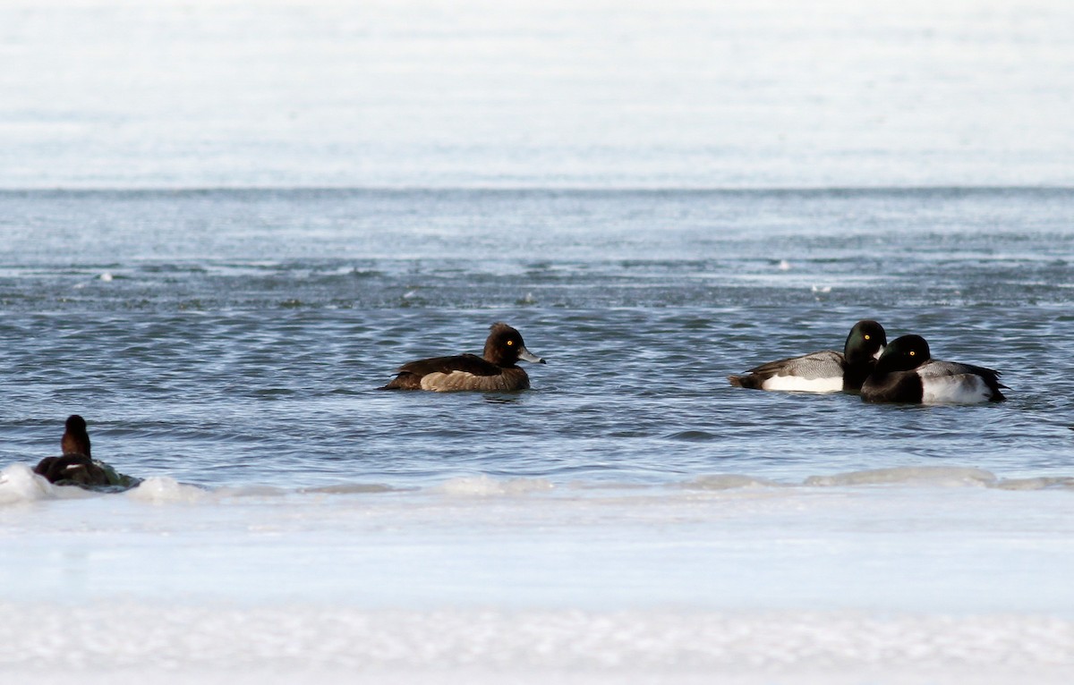 Tufted Duck - ML38857731