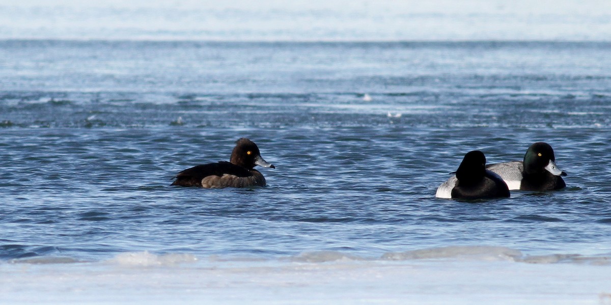 Tufted Duck - ML38857741