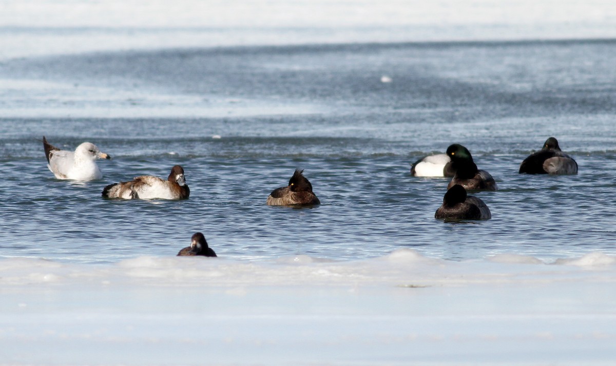 Tufted Duck - ML38857811