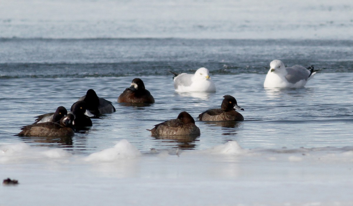 Tufted Duck - ML38857831