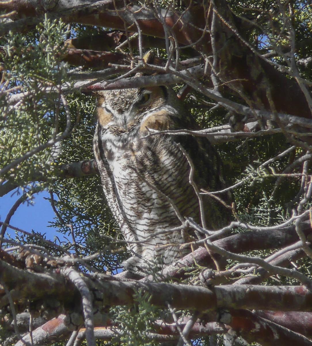 Great Horned Owl - Philip Downey