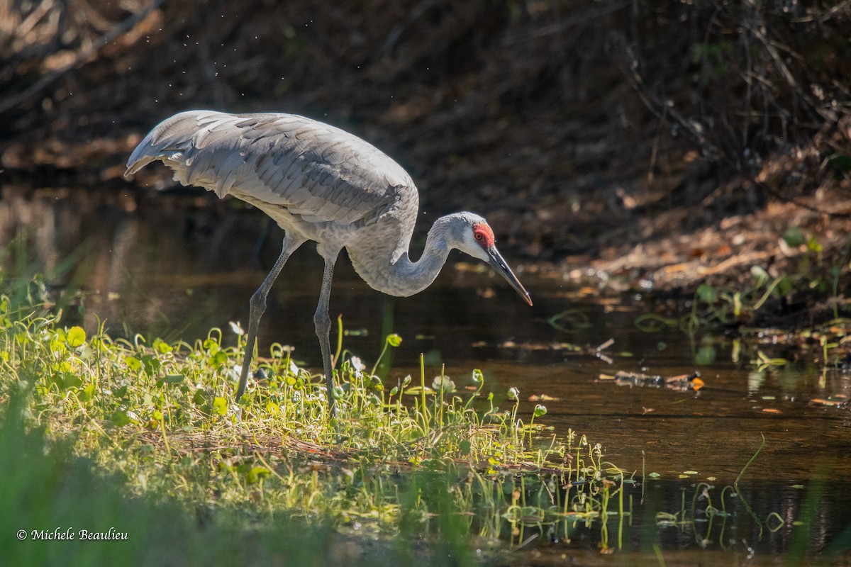 Sandhill Crane - ML388579211