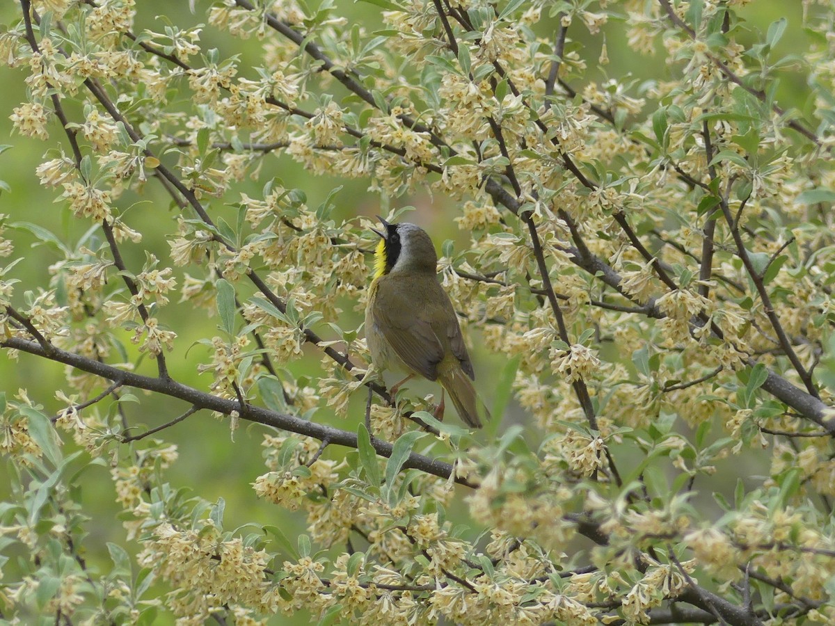 Common Yellowthroat - Callan Murphy