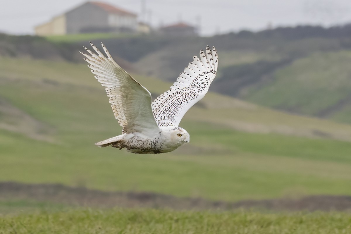 Snowy Owl - Delfin Gonzalez