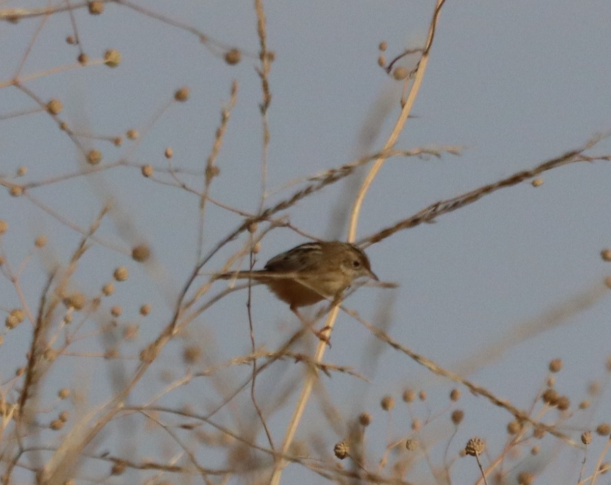 Zitting Cisticola - ML388583251