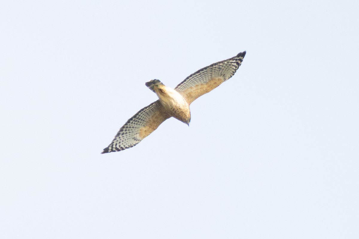 Red-shouldered Hawk - ML388584081