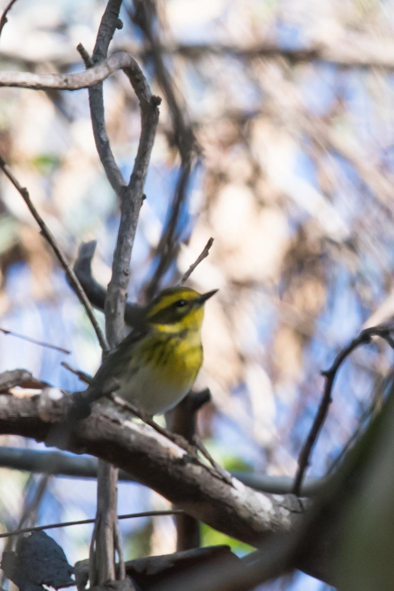 Townsend's Warbler - ML388585131