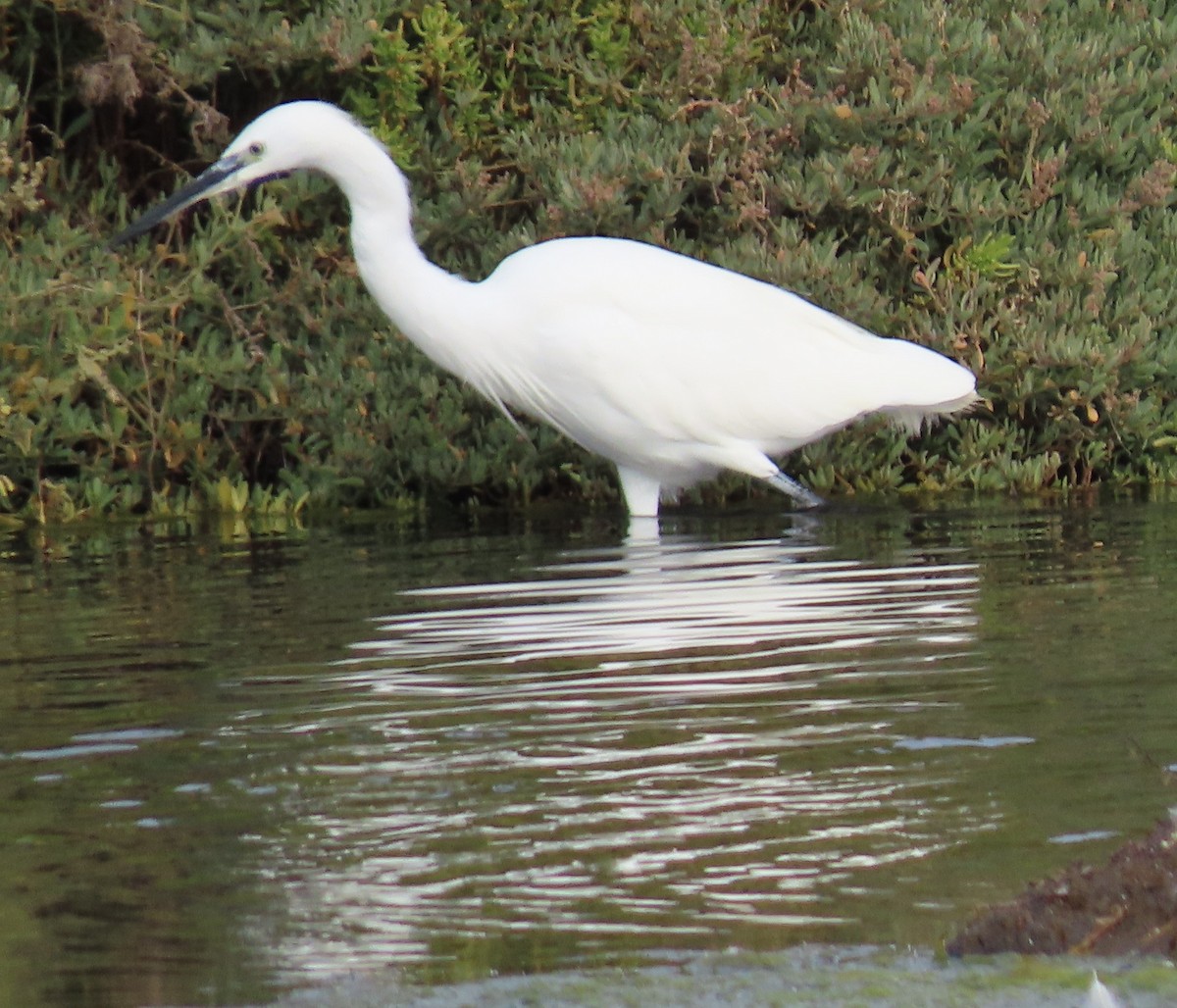 Little Egret - ML388585151