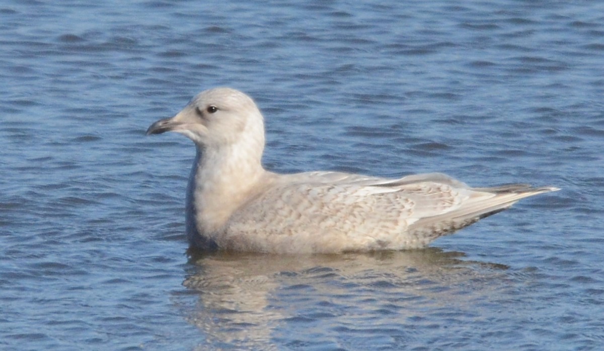 Gaviota Groenlandesa - ML388585291