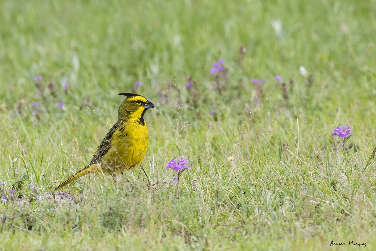 Yellow Cardinal - ML388585881