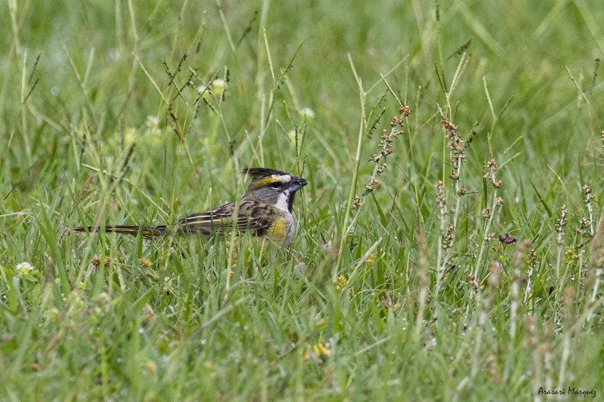 Yellow Cardinal - ML388586481