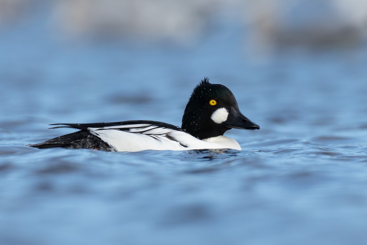 Common Goldeneye - ML388588391