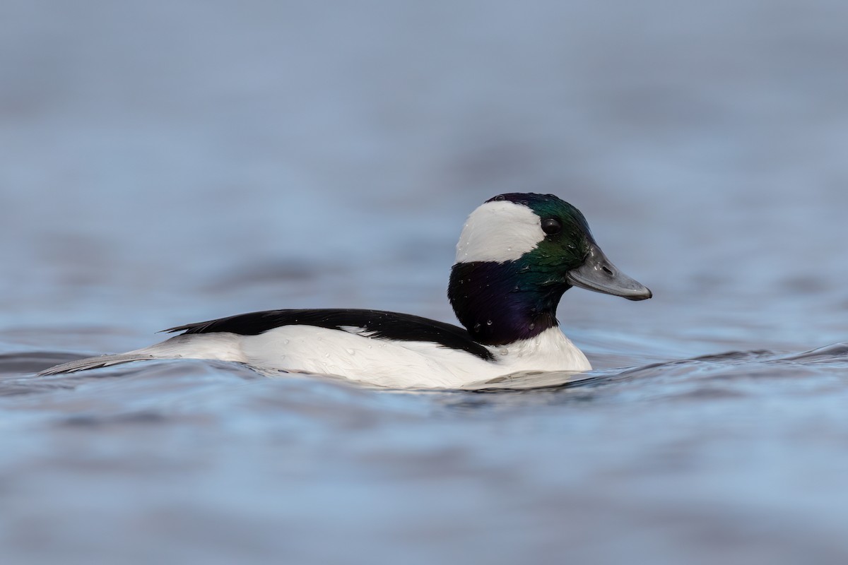 Bufflehead - ML388589411