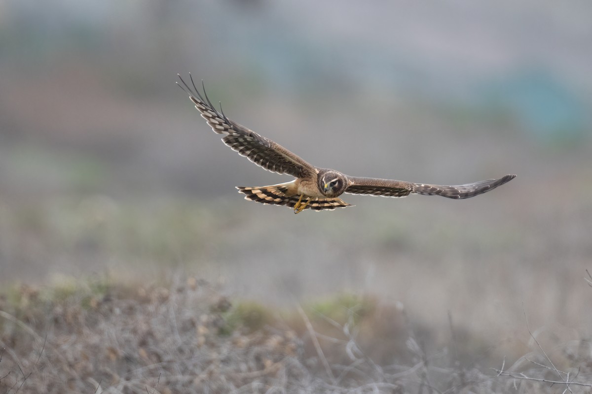 Northern Harrier - ML388589841