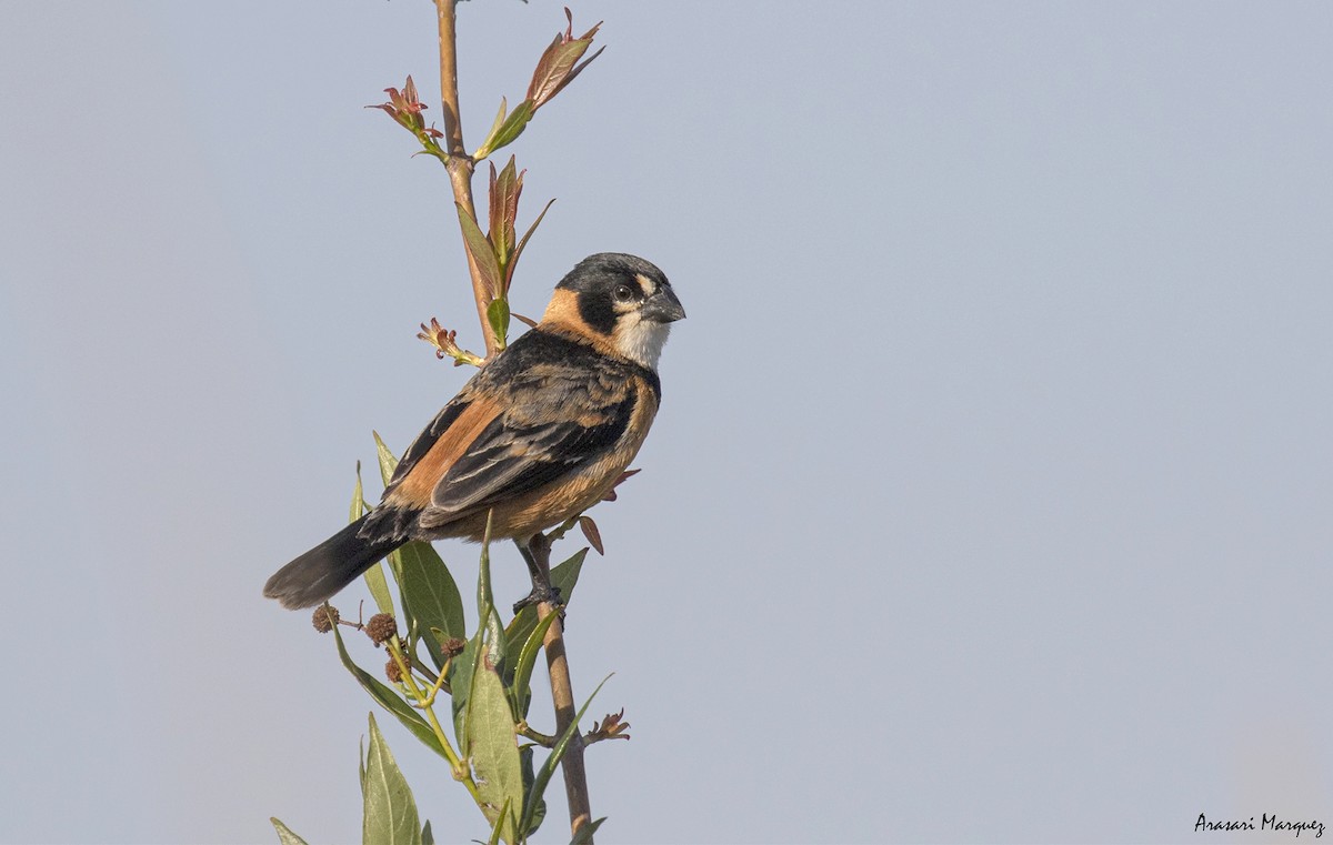 Rusty-collared Seedeater - Alejandro Gutierrez Marquez