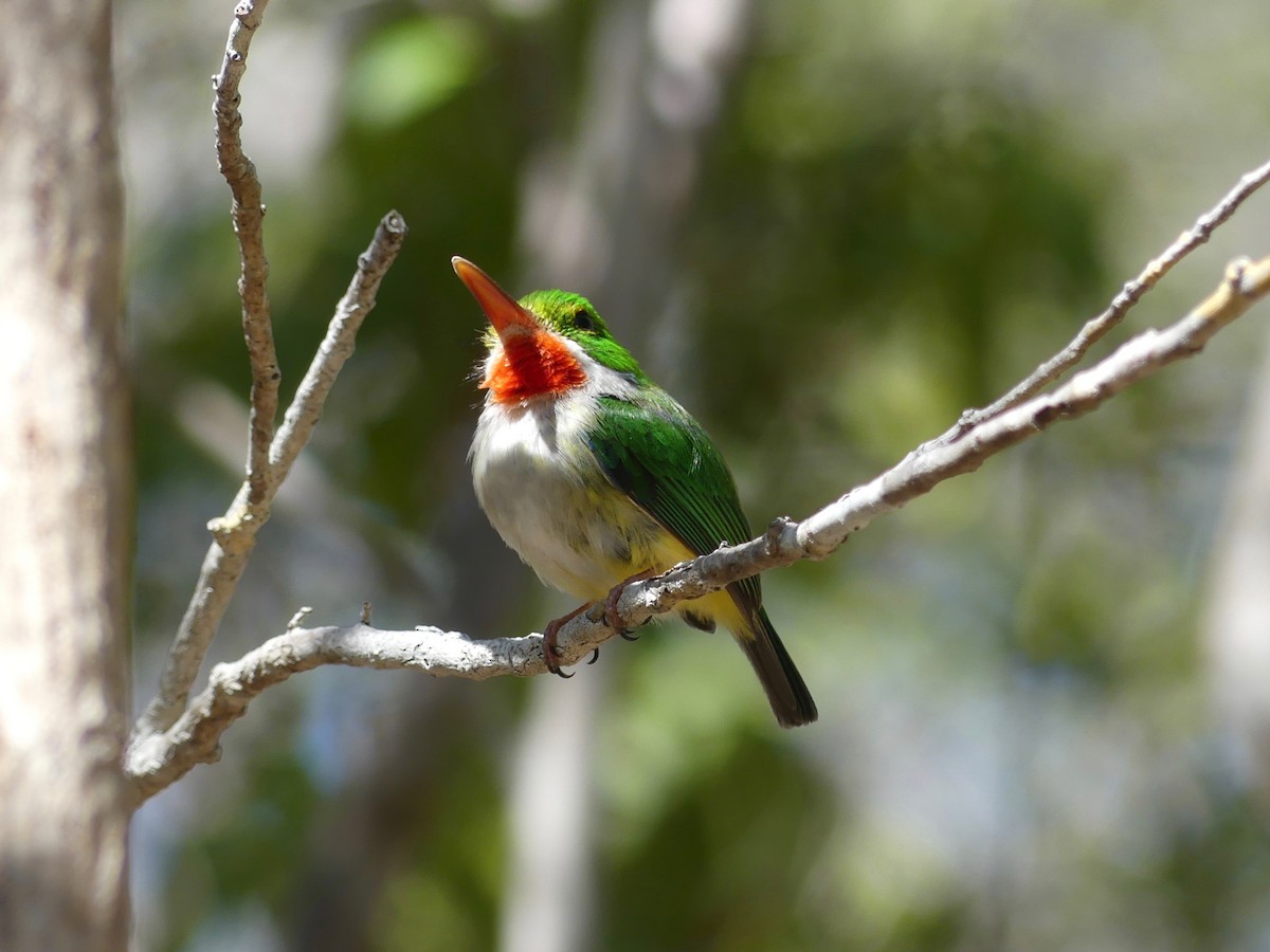 Puerto Rican Tody - Callan Murphy