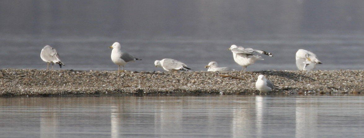 Ring-billed Gull - ML38859481