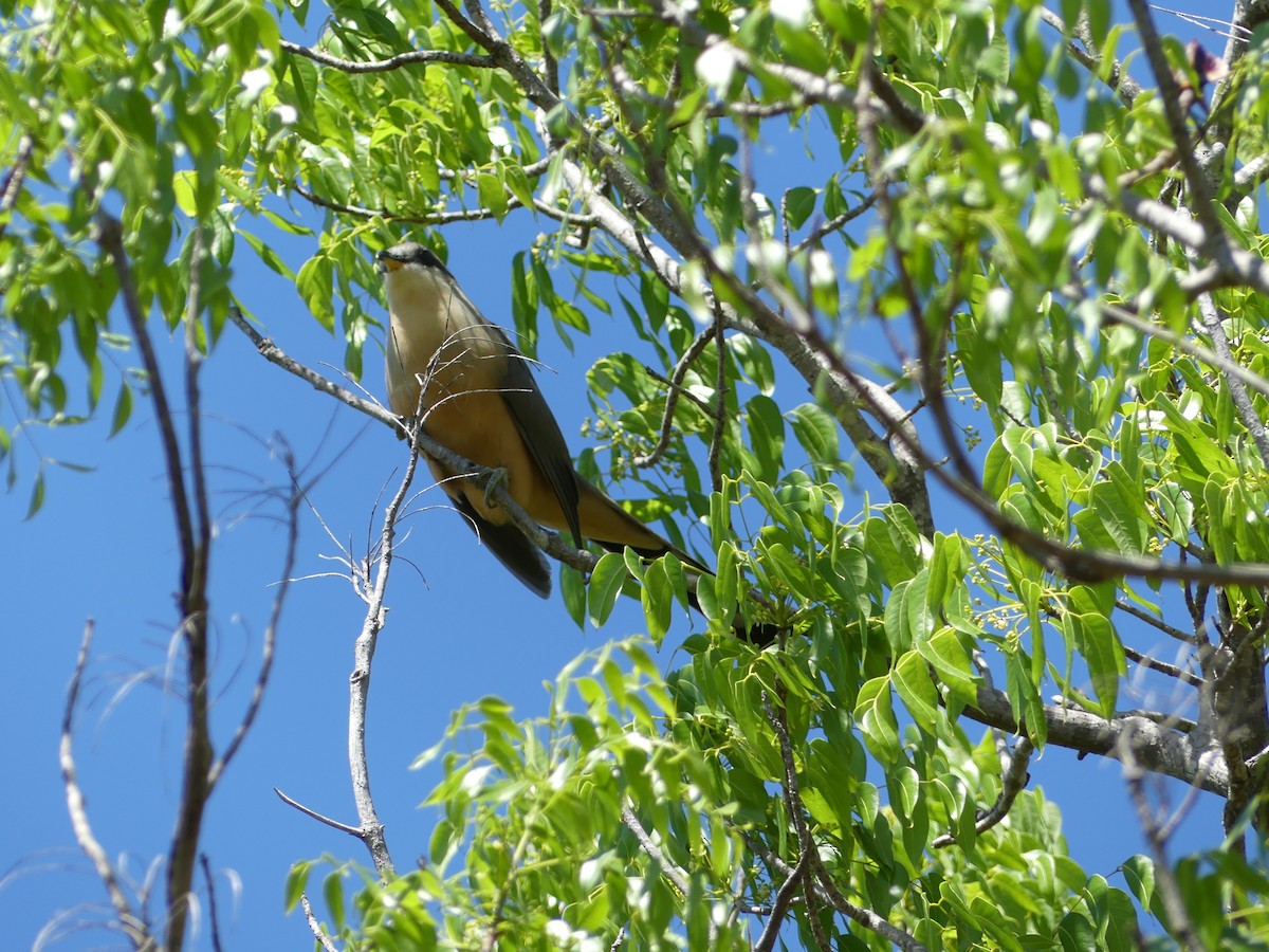 Mangrovekuckuck - ML388595081