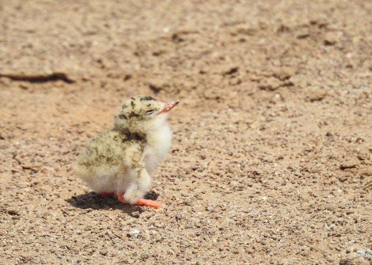 Peruvian Tern - ML388595751