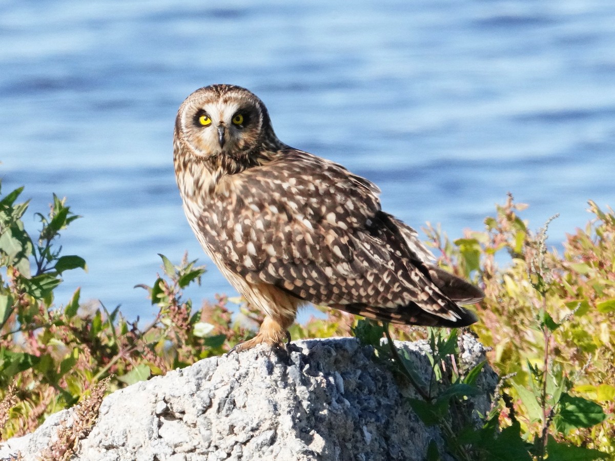 Short-eared Owl - ML388596071