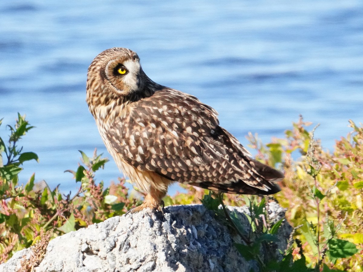 Short-eared Owl - ML388596201