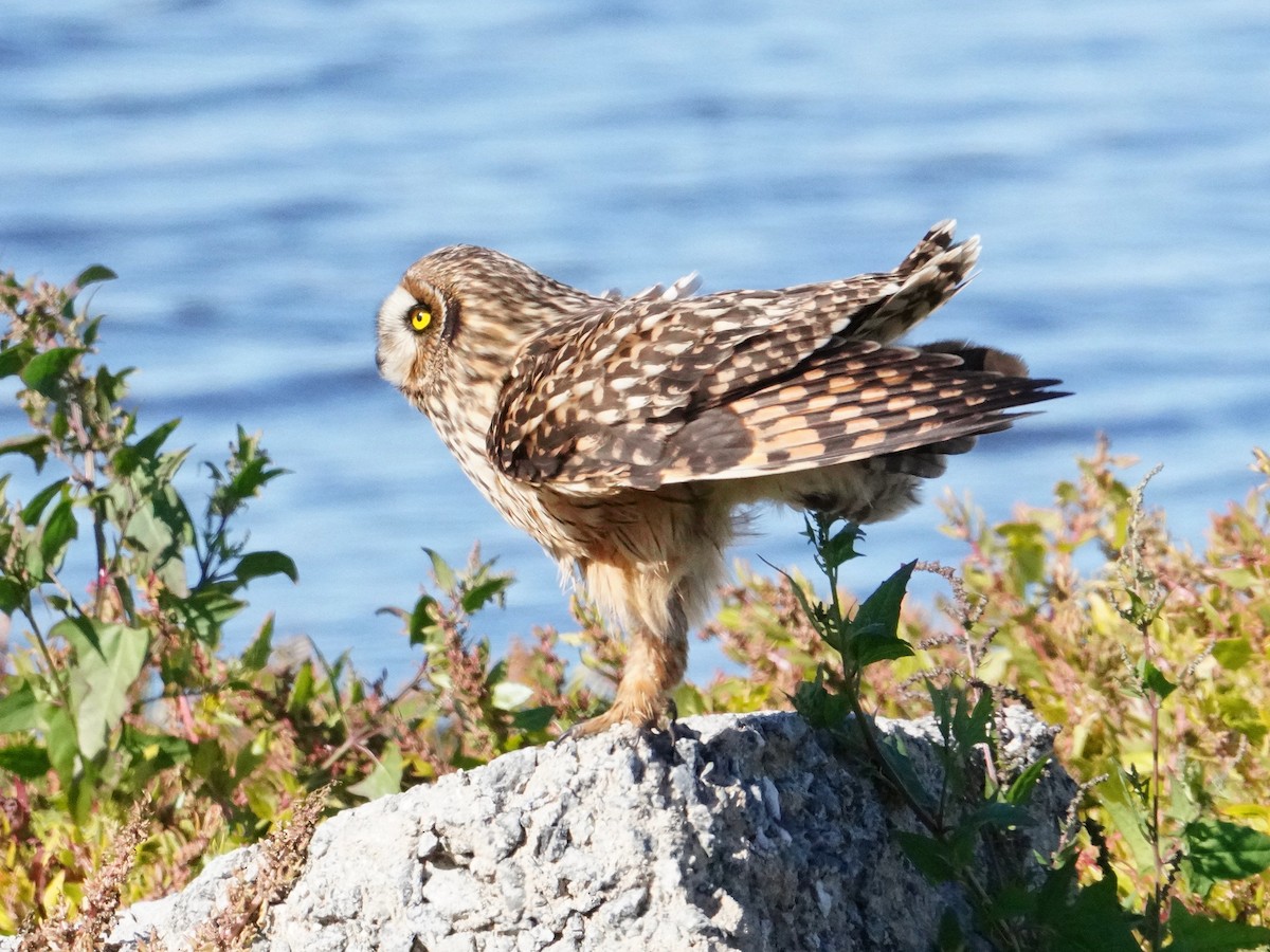 Short-eared Owl - ML388596291