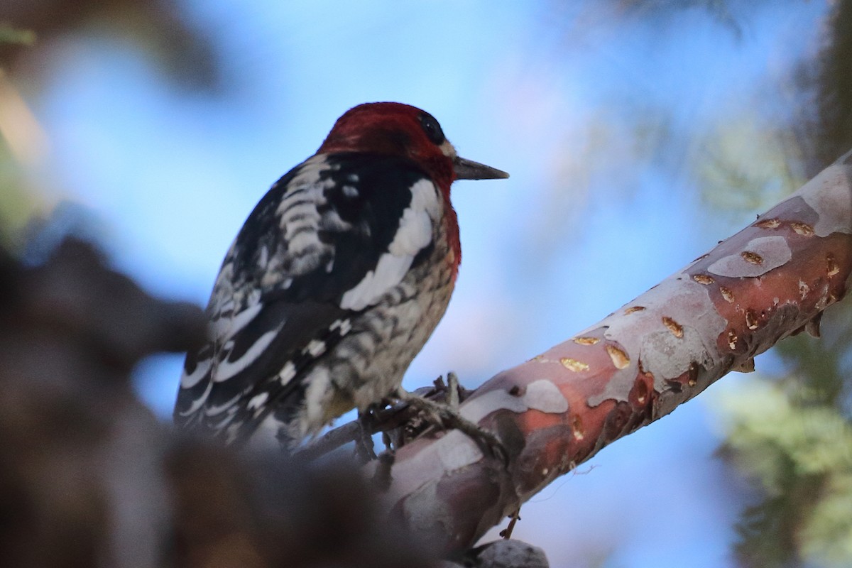 Red-breasted Sapsucker - ML388596941