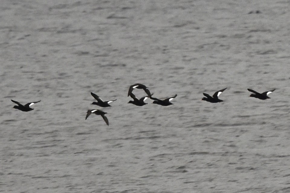 Velvet Scoter - ML388597071