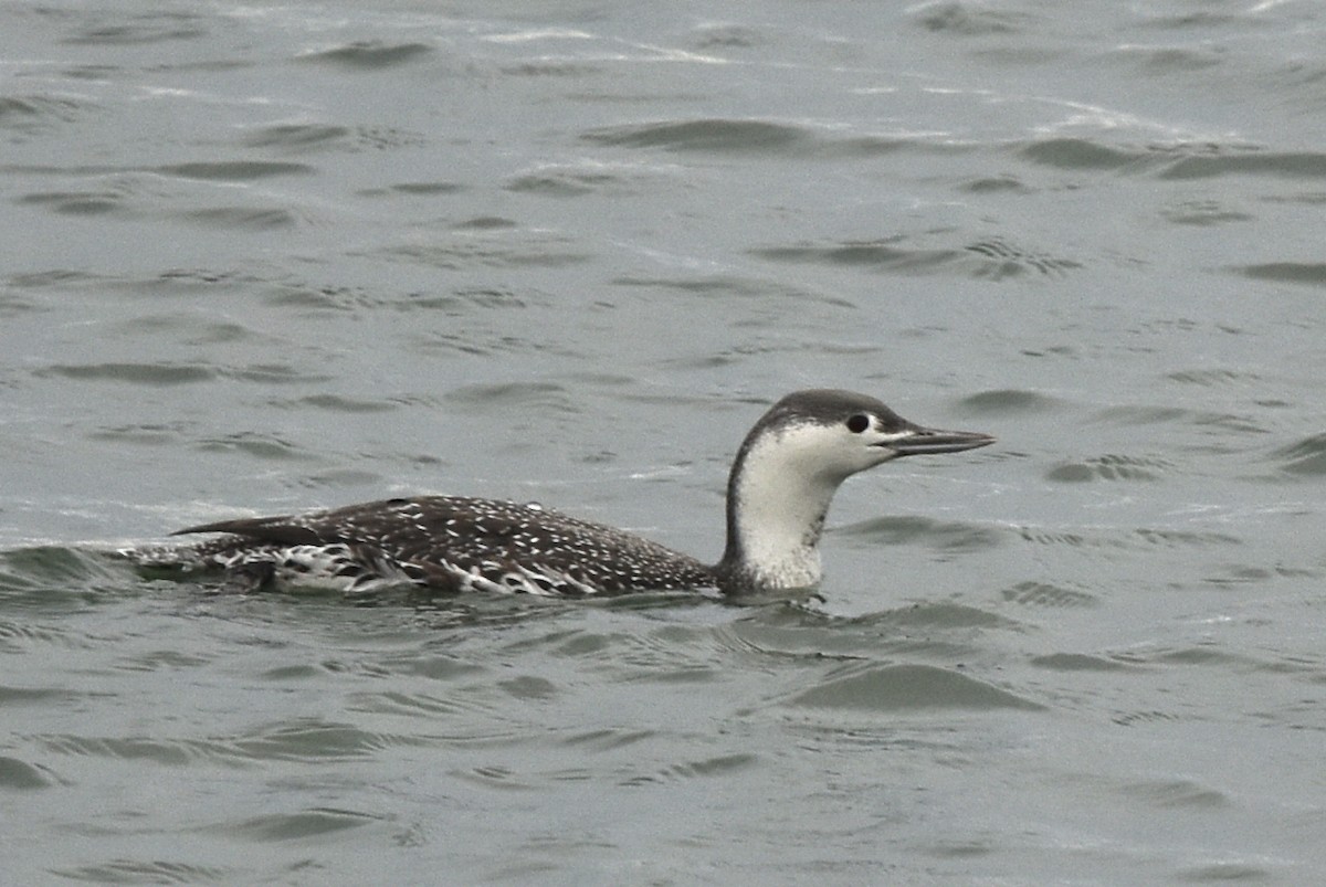 Red-throated Loon - ML388597091