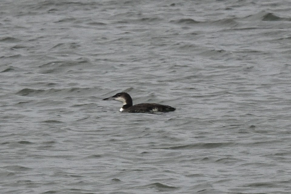 Common Loon - ML388597111